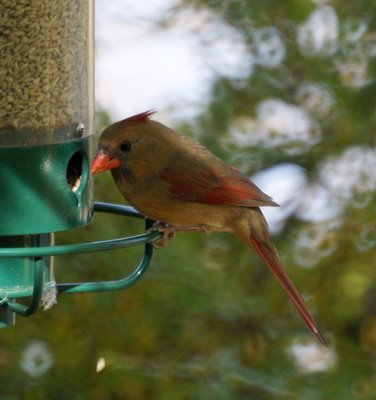 Female Cardinal