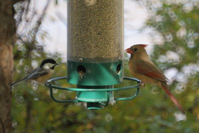 Cardinal and Chickadee