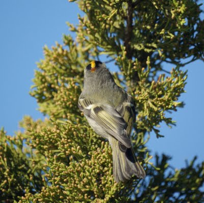 Gold-crowned kinglet