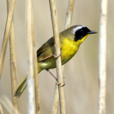 Common Yellowthroat