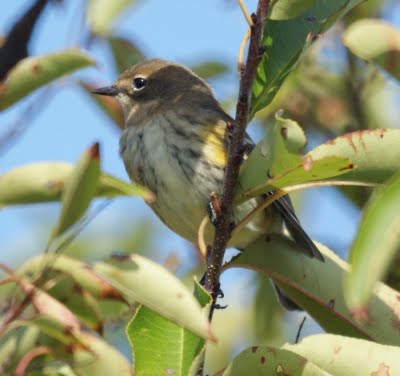 Yellow-Rumped Warbler