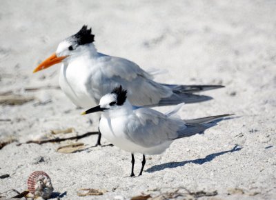 Royal Tern