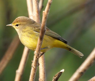 Palm Warbler