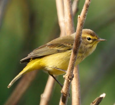 Palm Warbler