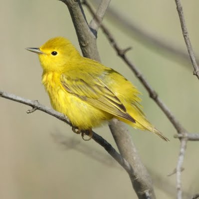 Yellow Warbler