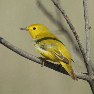 Yellow Warbler