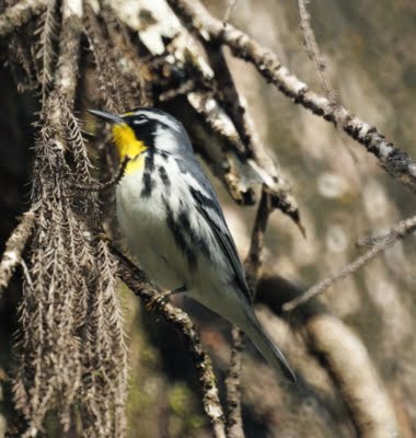 Yellow Throated Warbler