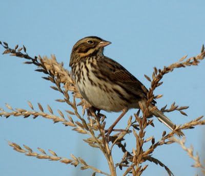 Song Sparrow