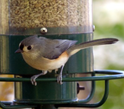 Tufted Titmouse