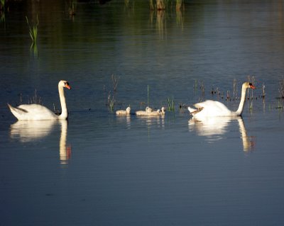 Swan Family