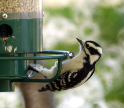 Downy Woodpecker