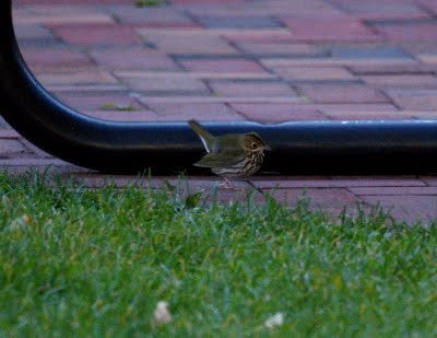 Oven bird