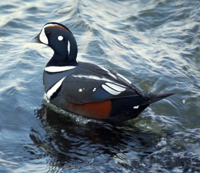 Male Harlequin Duck