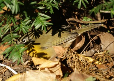 Yellow Breasted Chat 