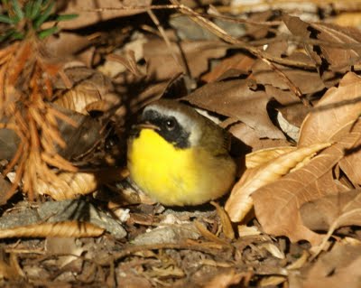 Common Yellowthroat