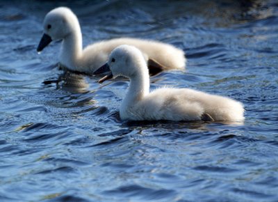 Baby Swans