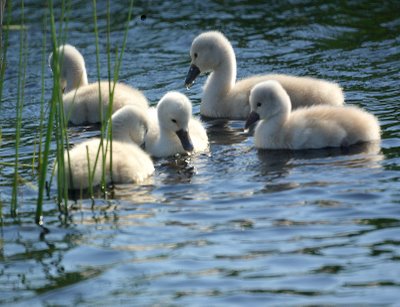 Cygnets