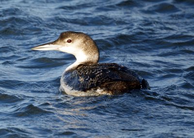 Red-throated Loon