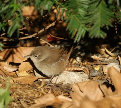 House Wren