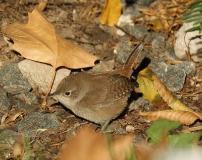 House Wren