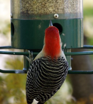 Red Bellied Woodpecker