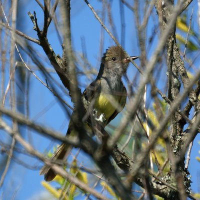 Great Crested Flycatcher