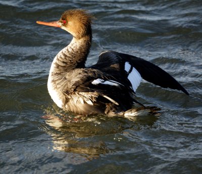 Red-breasted Merganser