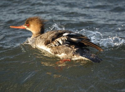 Red-breasted Merganser