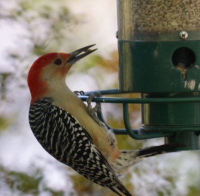 Red Bellied Woodpecker