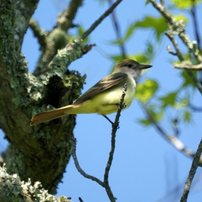 Great Crested Flycatcher