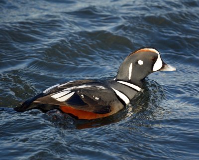 Harlequin Duck