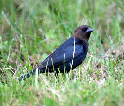 cowbird