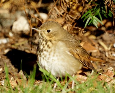 Hermit Thrush