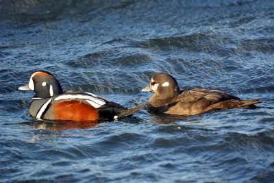 Harlequin Ducks