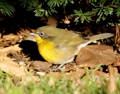 Yellow Breasted Chat 