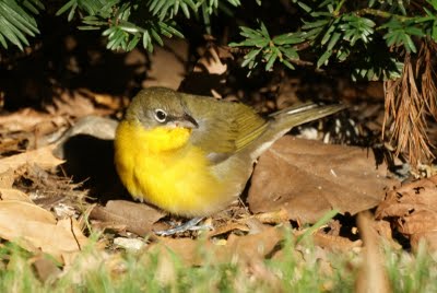 Yellow Breasted Chat 