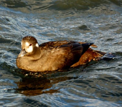 Female Harlequin Duck