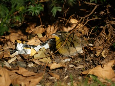 Yellow Breasted Chat 