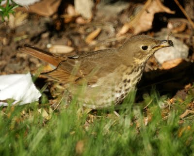 Hermit Thrush