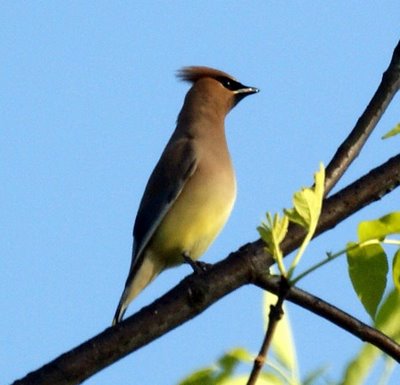 Cedar Waxwing