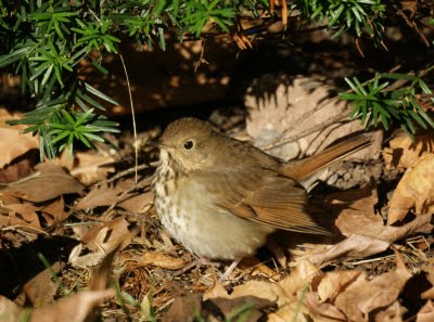 Hermit Thrush