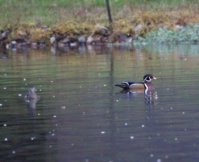 Wood Ducks