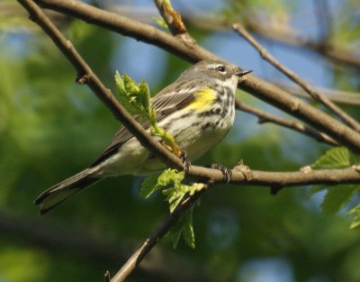 Yellow-rumped warbler