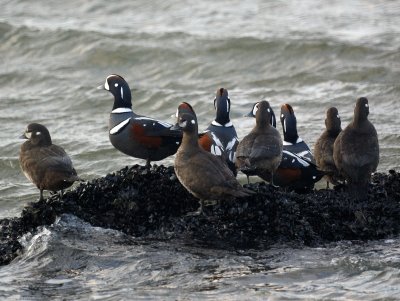 Harlequin Ducks