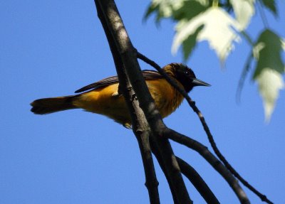 Baltimore Oriole