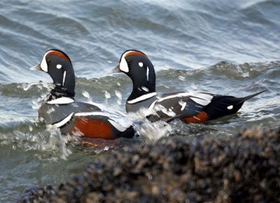 Harlequin Ducks