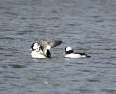 Buffleheads