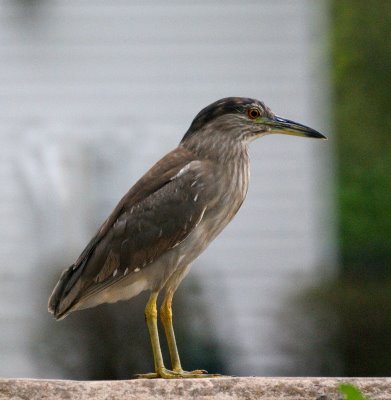 Juvenile Black crowned Night heron