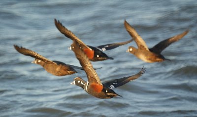 Harlequin Ducks