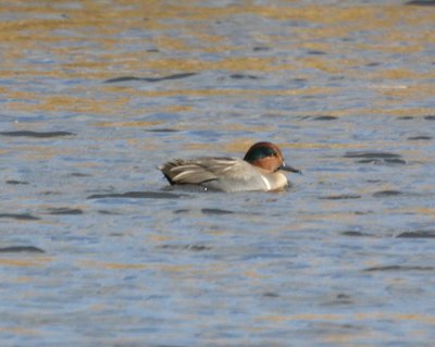 Green Winged Teal